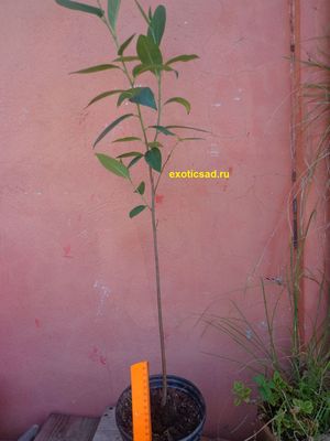 ������� ������� ����������