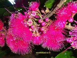 �������� ��������� �����������