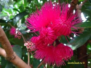 ����� ��������� �����������