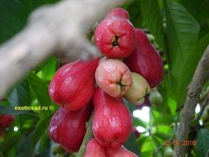 ����� ��������� �����������