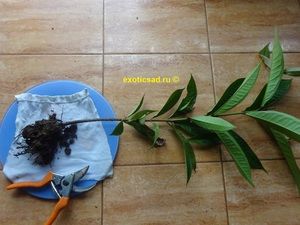 ������� ��������� �����������