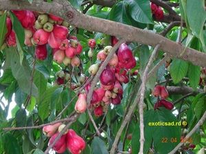 ������ ��������� �����������