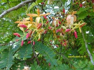 �������� ��������� ����������