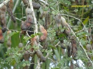 ����� ���������� ���������