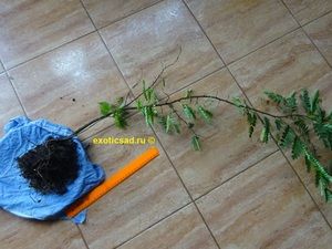 ������� ���������