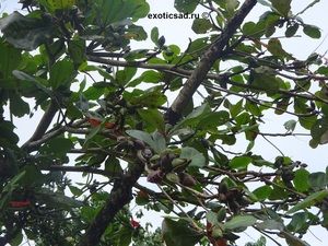 ������������ ���������� �������