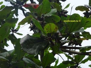 ��������� �������