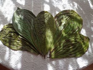 ������ ������� ����������