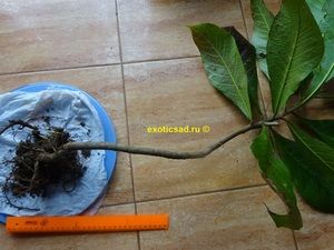 ������� ���������� �������