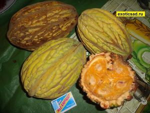 ����� ����� ������