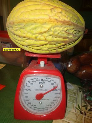 ��� ����� ����� ������