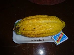 ����� ����� �������