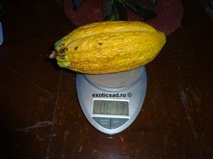 ��� ������ ����� �������