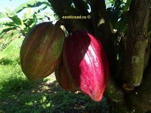 ����� ����� ������