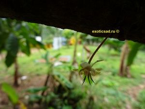 ������ �����