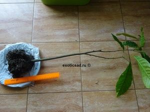 ������ �������� �����