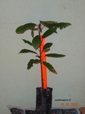 ������� �����