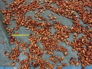 ������ �����