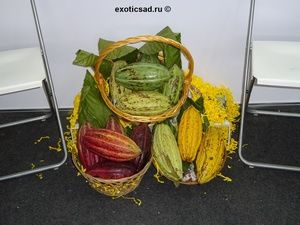 ����� �����