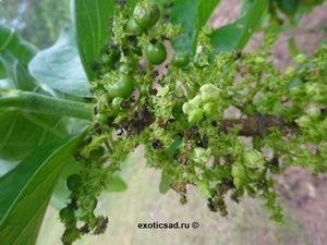 ����� ��������