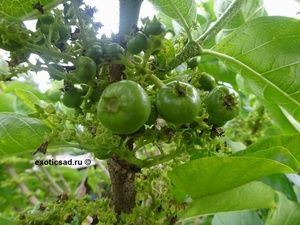 ������� ����� ��������