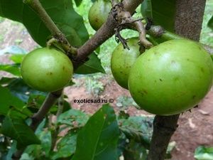 ����� ��������