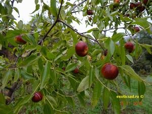 ����� ����� ��