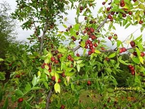 ����� � �������