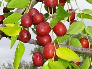 ����� �����