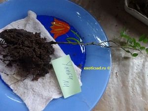 ������� �����