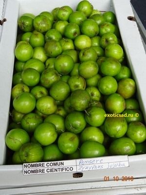 ������ ����� �����