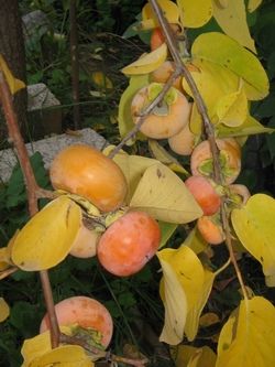 ����� ���������� ���� ���������