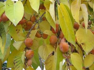 ����� ���������� ���� ���������, ����������� ����