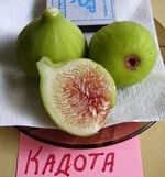 �����. ���� ������