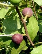 �����. ���� ����������