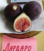 �����. ���� �������