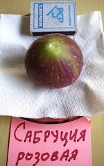 �����. ���� ��������