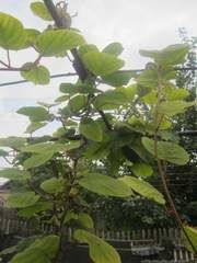 �����������  ����