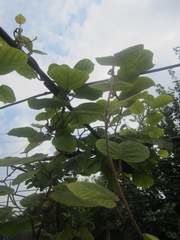 ��� ��������� ����