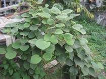 ��� ��������� ����