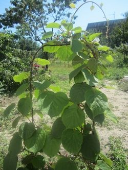 ������ ����