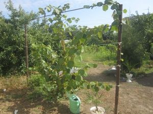 ��� ��������� ����