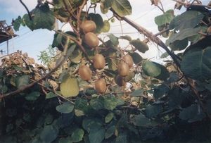 ����������� ����