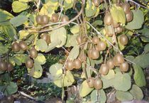 ��� ��������� ����