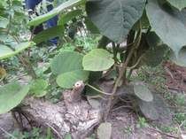 ��� ��������� ����