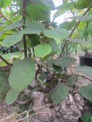 ��� ��������� ����