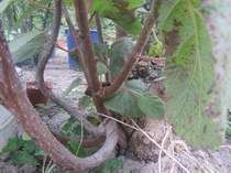 ��� ��������� ����