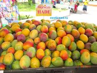 ����� ����� �����