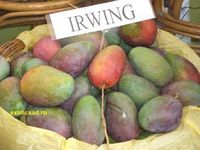 ����� ���� �����