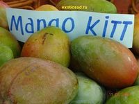 ����� ���� ����